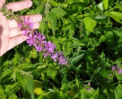 Lythrum salicaria
