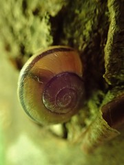 Cepaea