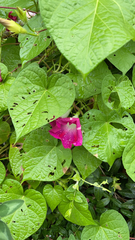 Ipomoea orizabensis