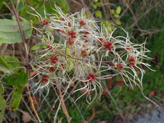 Clematis vitalba