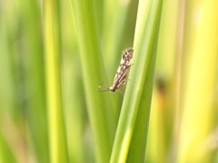 Agraylea