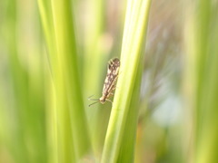 Agraylea