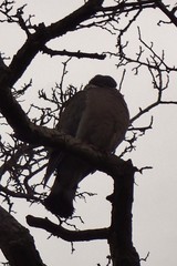 Columba palumbus