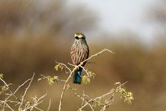 Coracias naevius mosambicus