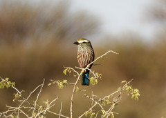 Coracias naevius mosambicus