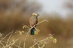 Coracias naevius mosambicus
