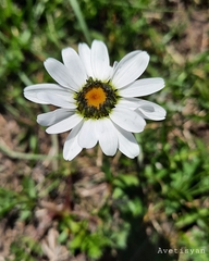 Leucanthemopsis