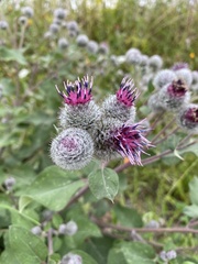 Arctium tomentosum