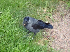 Corvus monedula