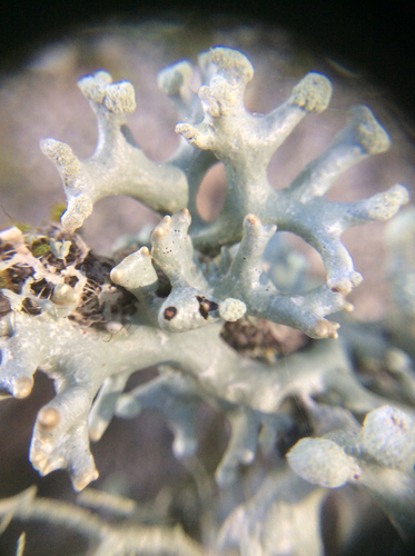 Powder-headed Tube Lichen