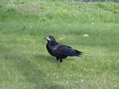 Corvus frugilegus
