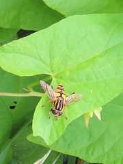 Helophilus pendulus