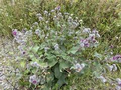 Arctium tomentosum