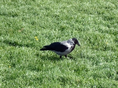 Corvus cornix