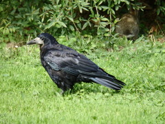 Corvus frugilegus