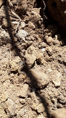 Henia vesuviana