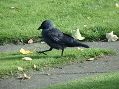 Corvus monedula