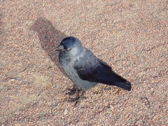 Corvus monedula