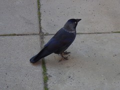 Corvus monedula