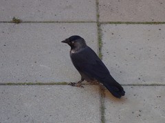Corvus monedula