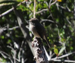 Muscicapa adusta adusta