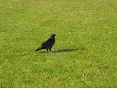 Corvus frugilegus