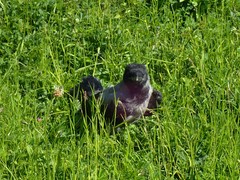 Corvus cornix