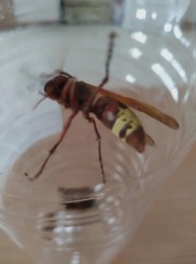 Vespa orientalis