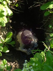 Corvus cornix