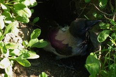Corvus cornix