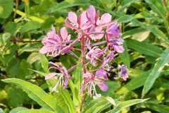 Chamaenerion angustifolium