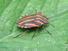 Graphosoma lineatum
