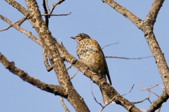 Turdus migratorius