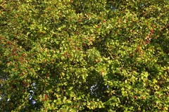 Crataegus