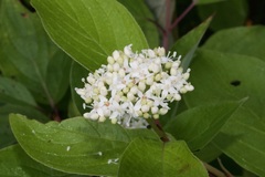 Cornus sericea