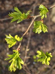 Crataegus