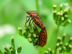 Graphosoma lineatum