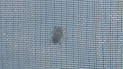 Stenelmis nipponica