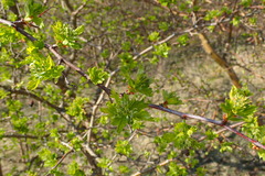 Crataegus