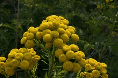 Tanacetum vulgare