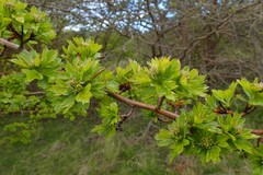 Crataegus