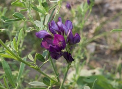 Medicago sativa