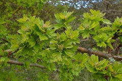 Crataegus