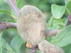 Taphrina pruni