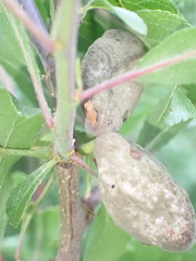 Cladosporium phyllophilum