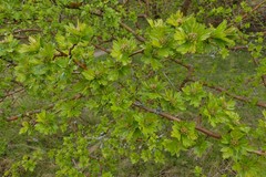 Crataegus
