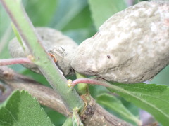 Taphrina pruni