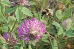 Trifolium pratense