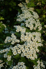 Crataegus