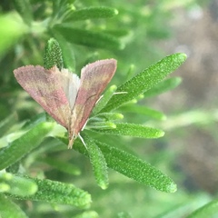 Pyrausta laticlavia